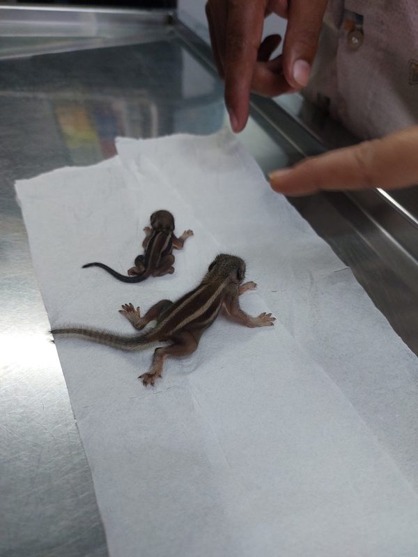 Baby squirrels rescued at Shivraj Pet Clinic