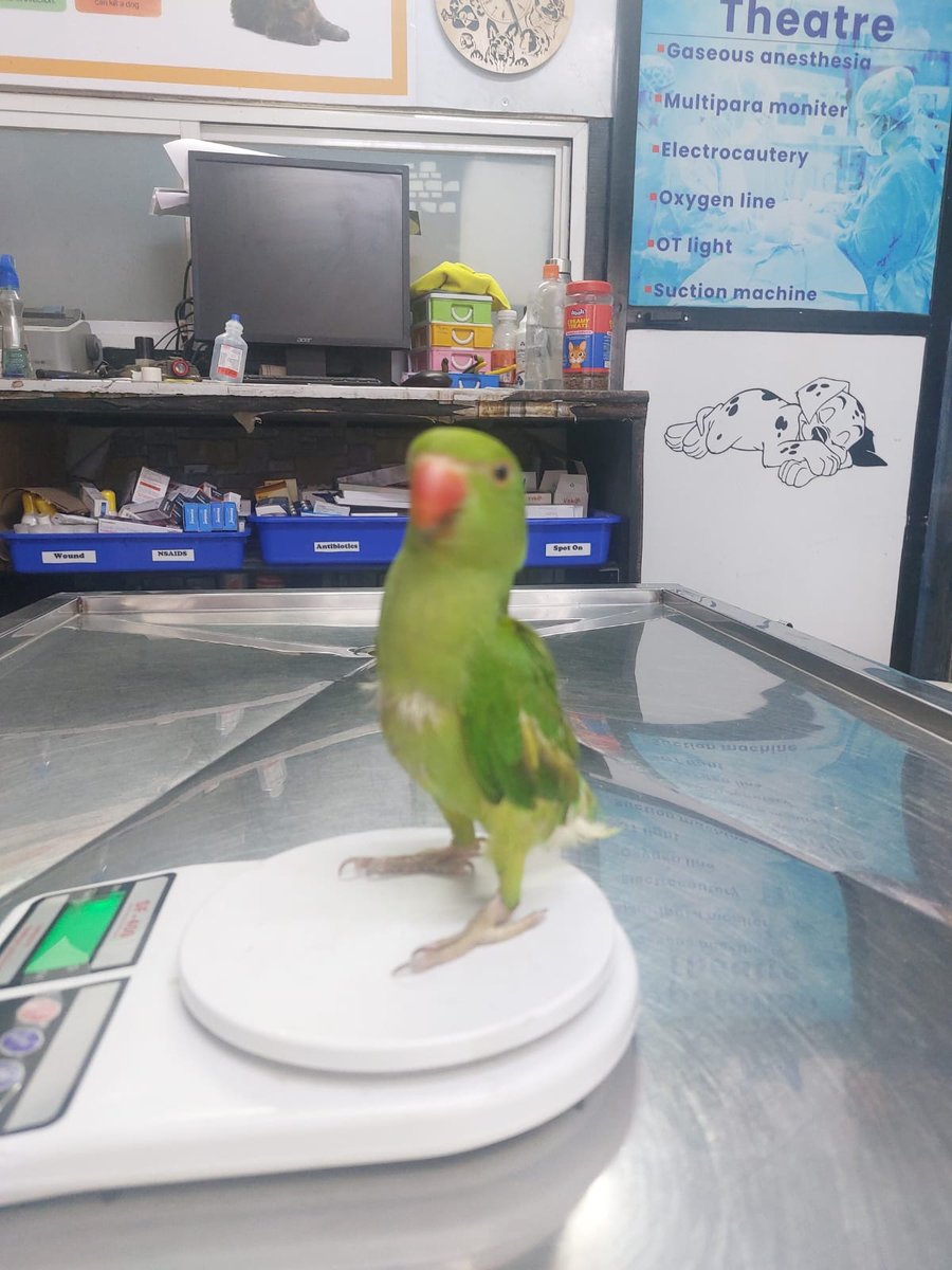 Bird Breathing Problems — Warning Signs & When to Rush to the Vet in Pune