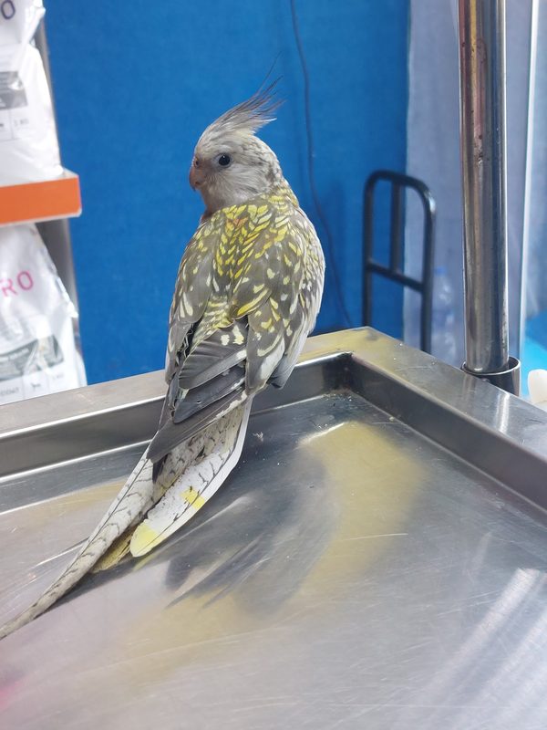 Pet cockatiel examination at Shivraj Pet Clinic, Pune