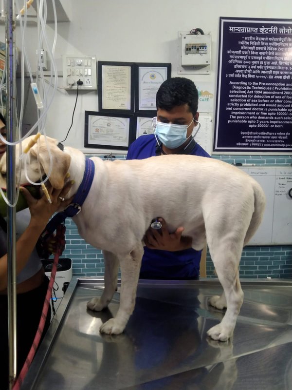 Dr. Pritesh Vidhate examining a dog at Shivraj Pet Clinic
