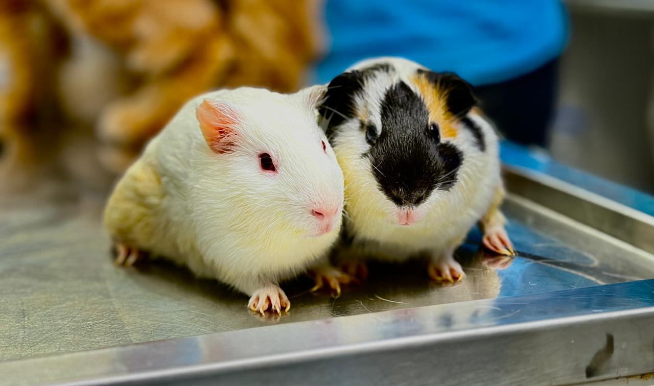 Guinea Pig Dental Problems — Overgrown Teeth Symptoms & Treatment in Pune