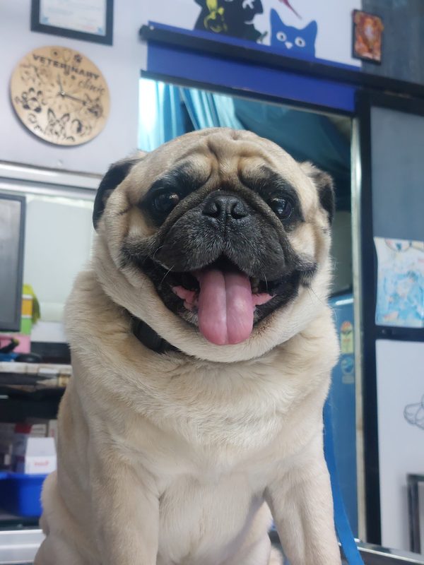 Happy pug dog after a preventive care and vaccination visit