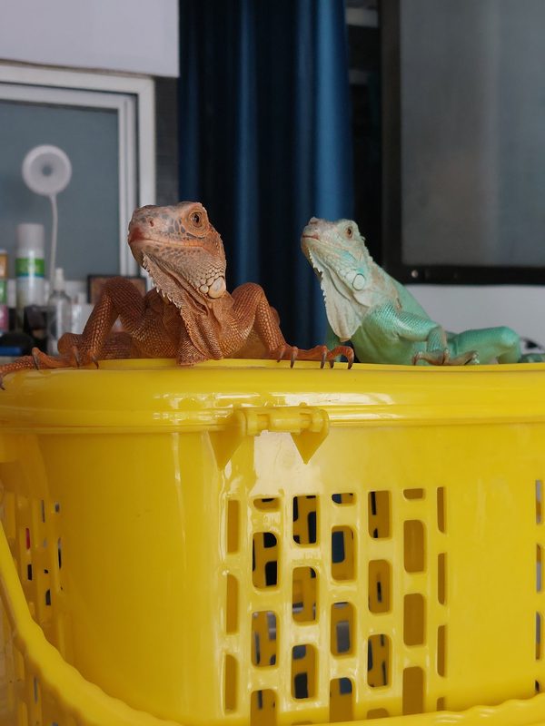 Two iguanas at Shivraj Pet Clinic exotic centre