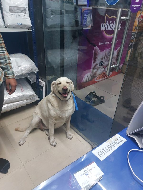Dog Ate Chocolate? What to Do in the First Hour