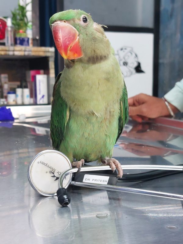 Parrot Diseases Explained: From Vitamin A Deficiency to Egg Binding