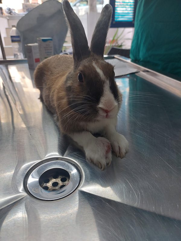 Rabbit veterinary consultation at Shivraj Pet Clinic, Pune