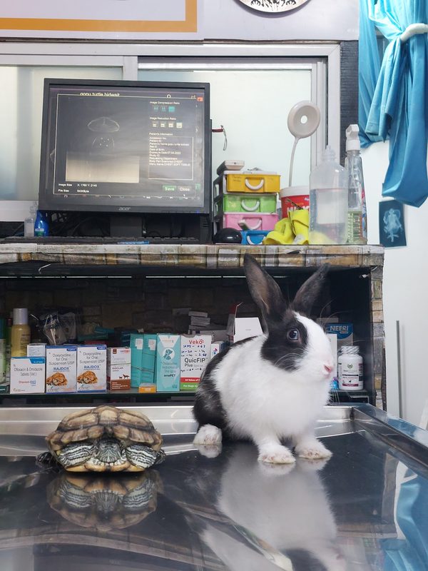 Turtle and rabbit X-ray at Shivraj Pet Clinic