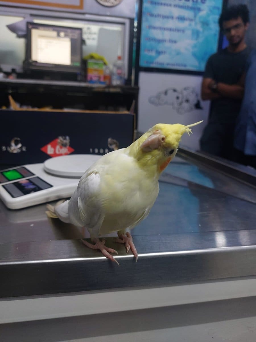 A lutino cockatiel on the examination table beside the scale