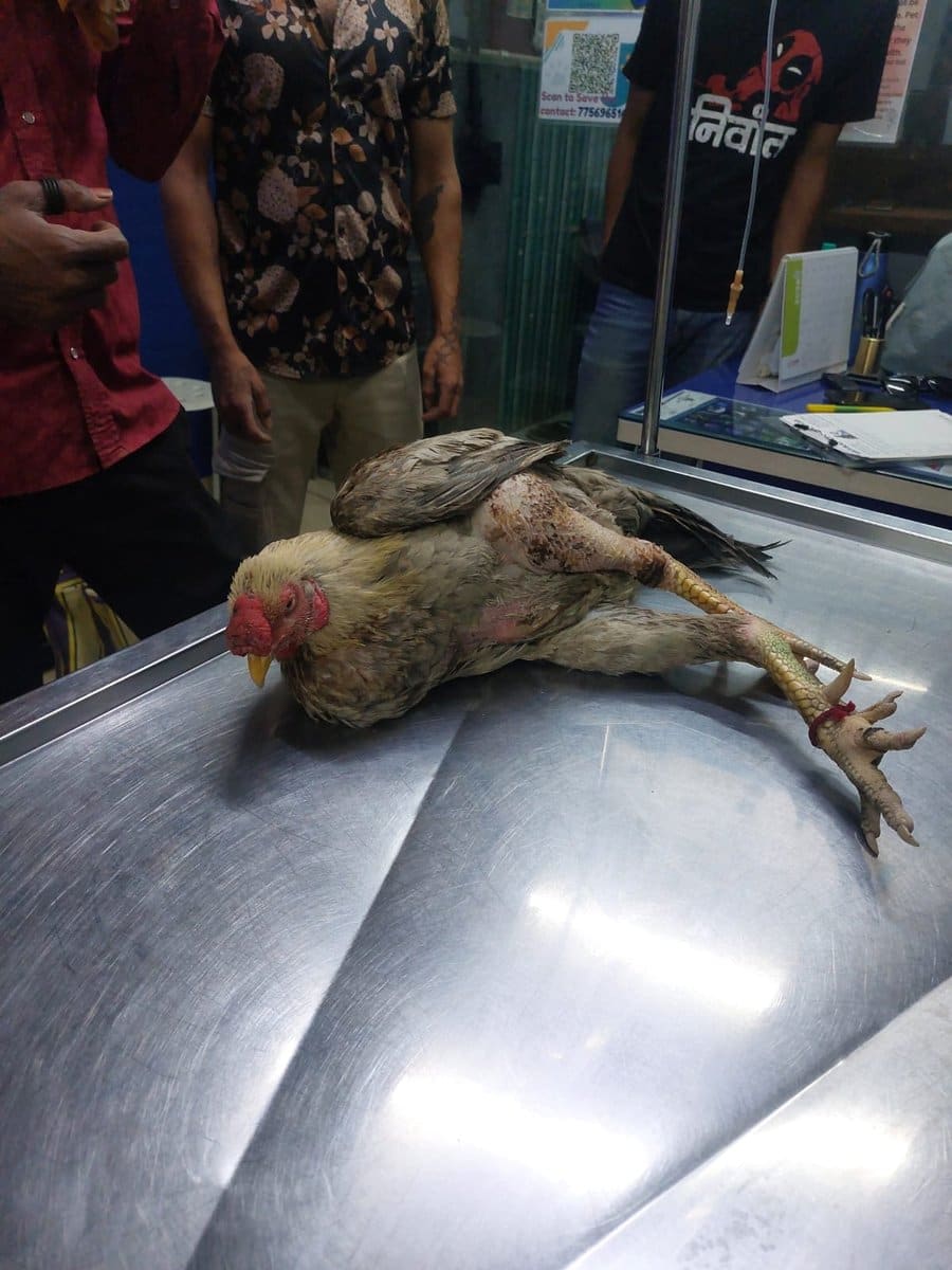 A hen being examined on the clinic table