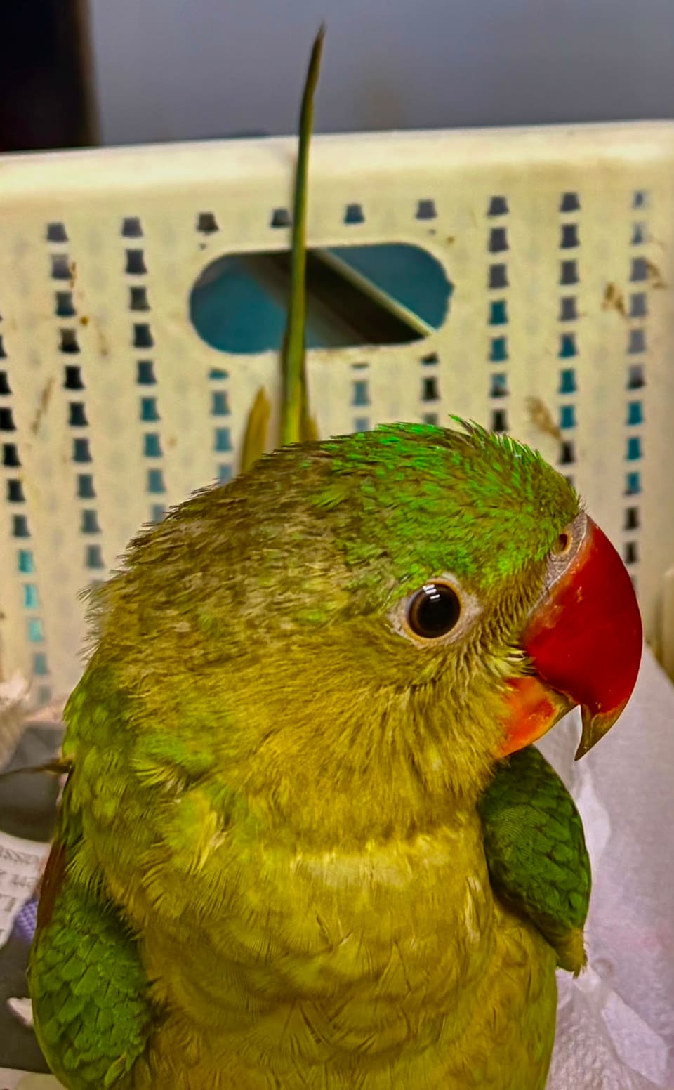 Close-up of a parakeet patient