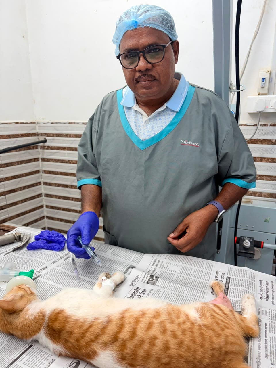 Dr. Shivaji Vidhate monitoring an anaesthetised orange cat before a procedure