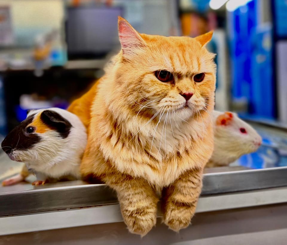 An orange Persian cat sitting between two guinea pigs on the examination table