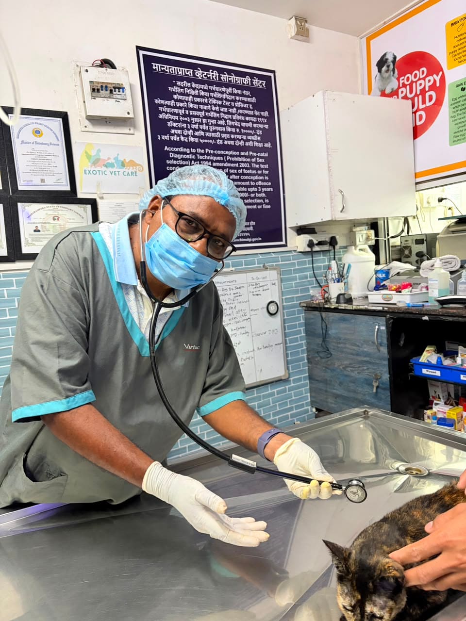 Dr. Shivaji Vidhate listening to a tortoiseshell cat with a stethoscope
