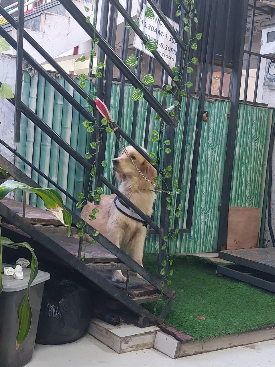 A golden retriever waiting on the stairs outside the clinic