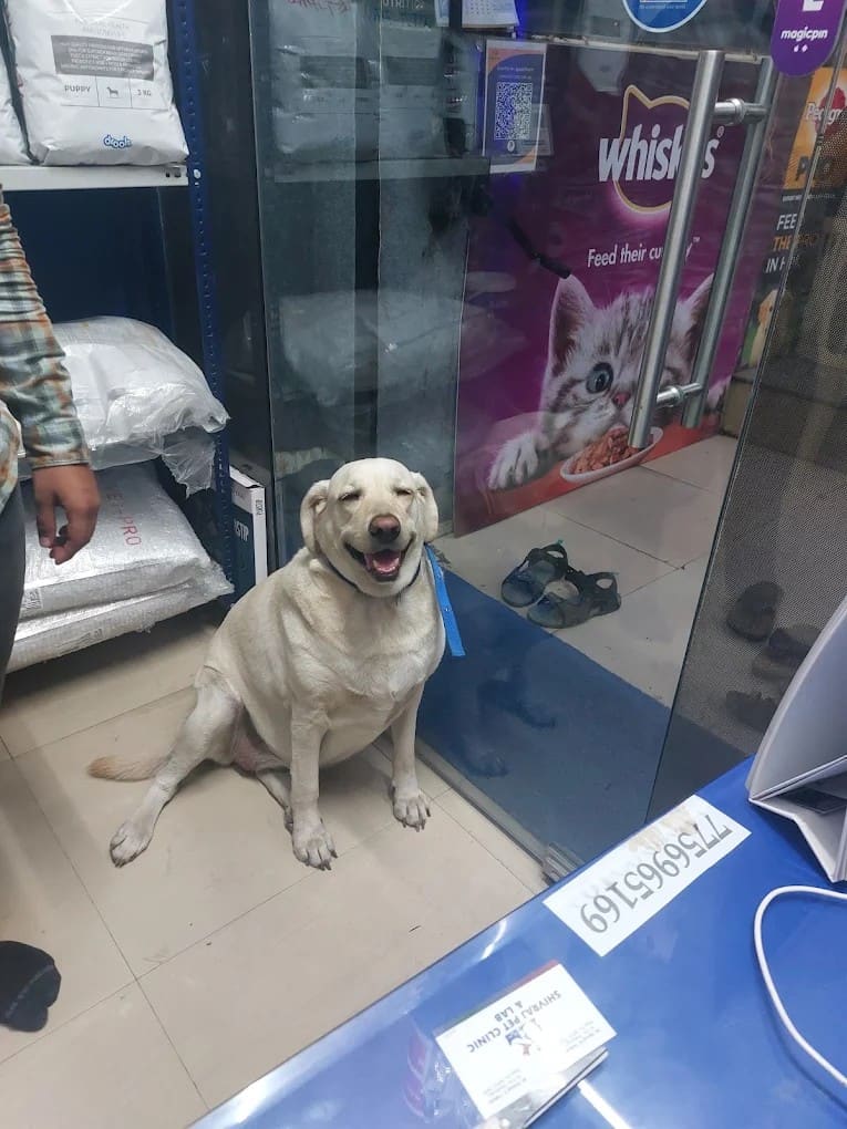 A Labrador sitting calmly in the clinic waiting area