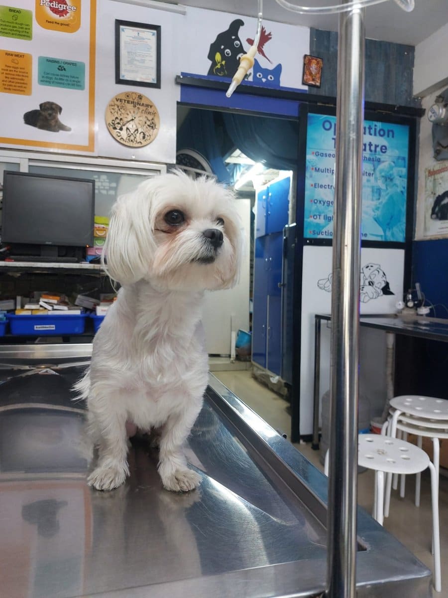A fluffy white Maltese sitting on the examination table