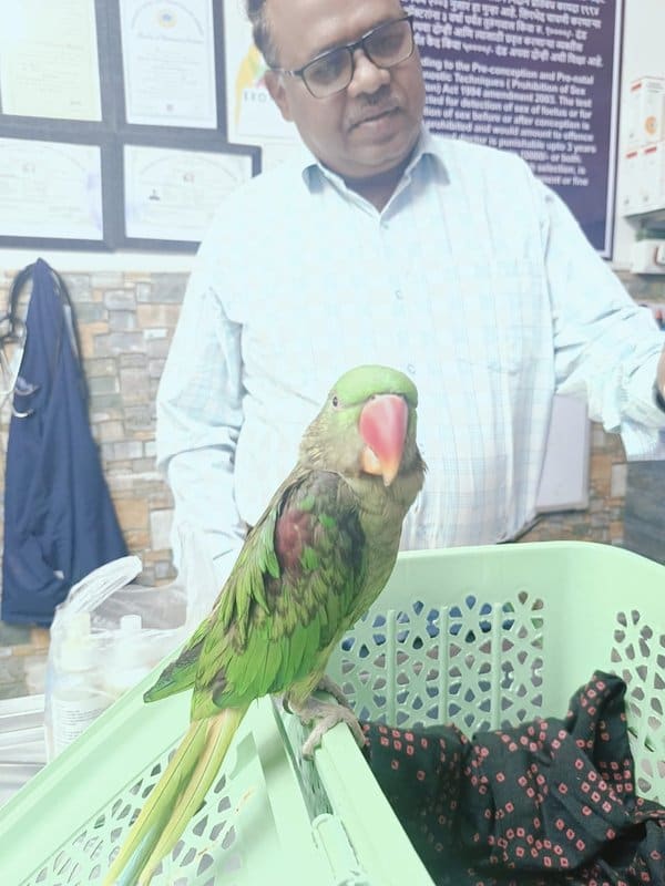 Dr. Shivaji Vidhate with an Alexandrine parakeet patient