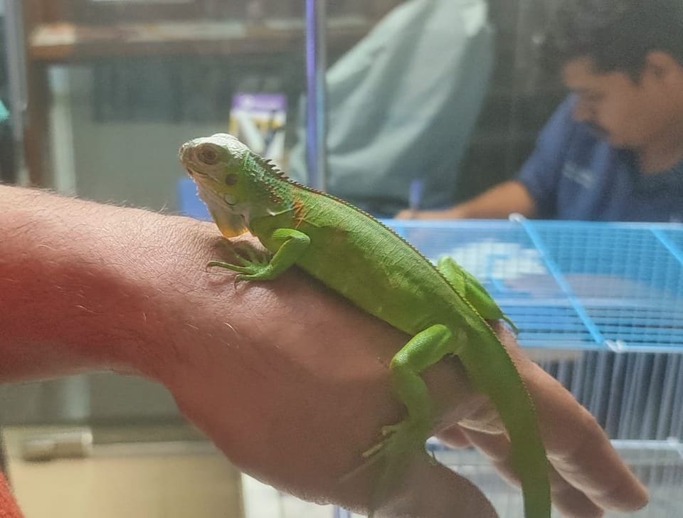 A green iguana resting on an arm at the clinic