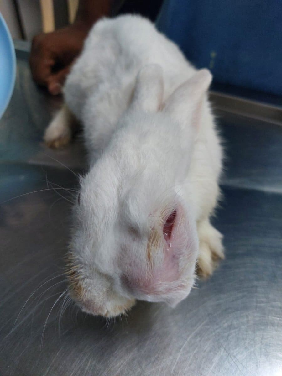 A white rabbit on the examination table for an eye check