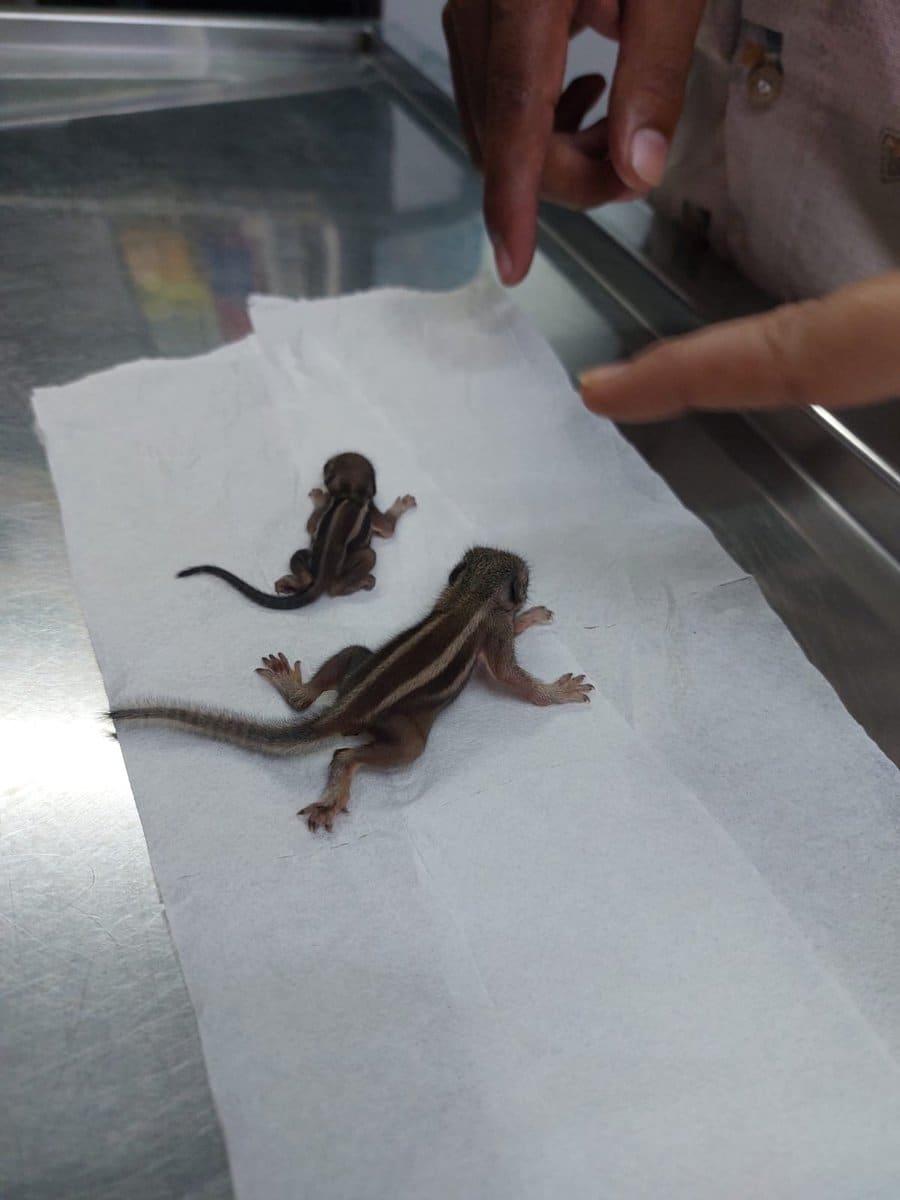 Two rescued baby palm squirrels resting on soft tissue