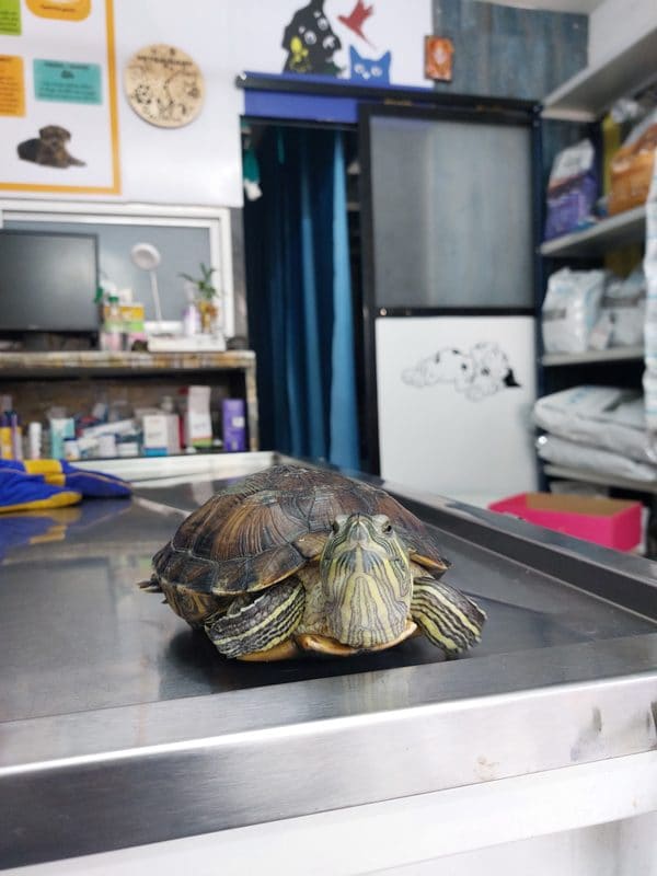 A red-eared slider turtle during its check-up