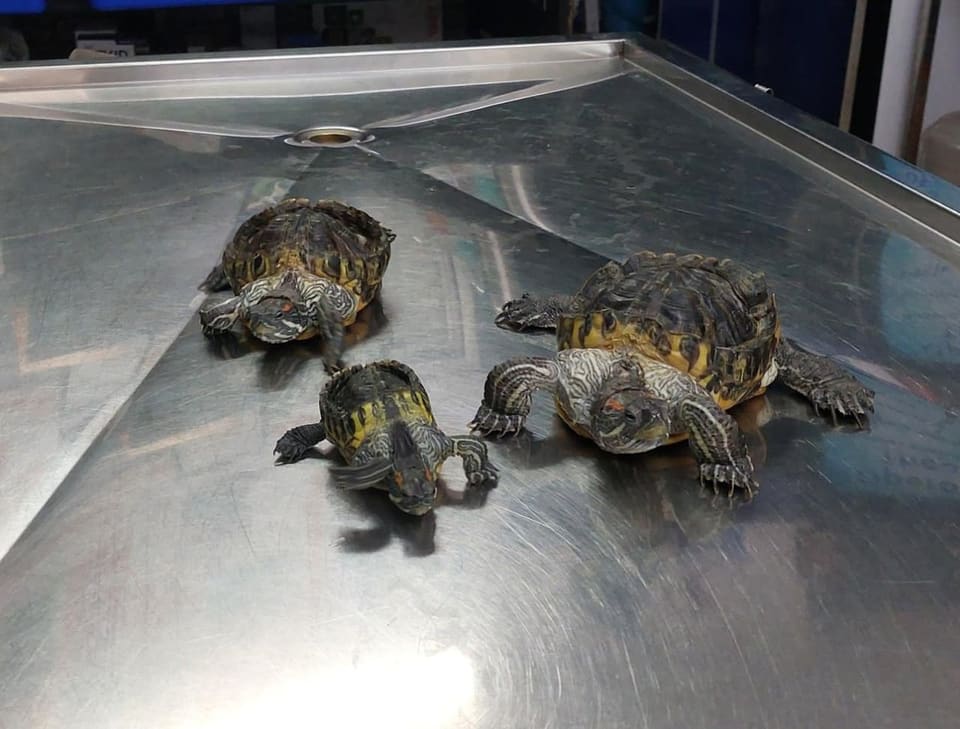 Three red-eared slider turtles on the examination table