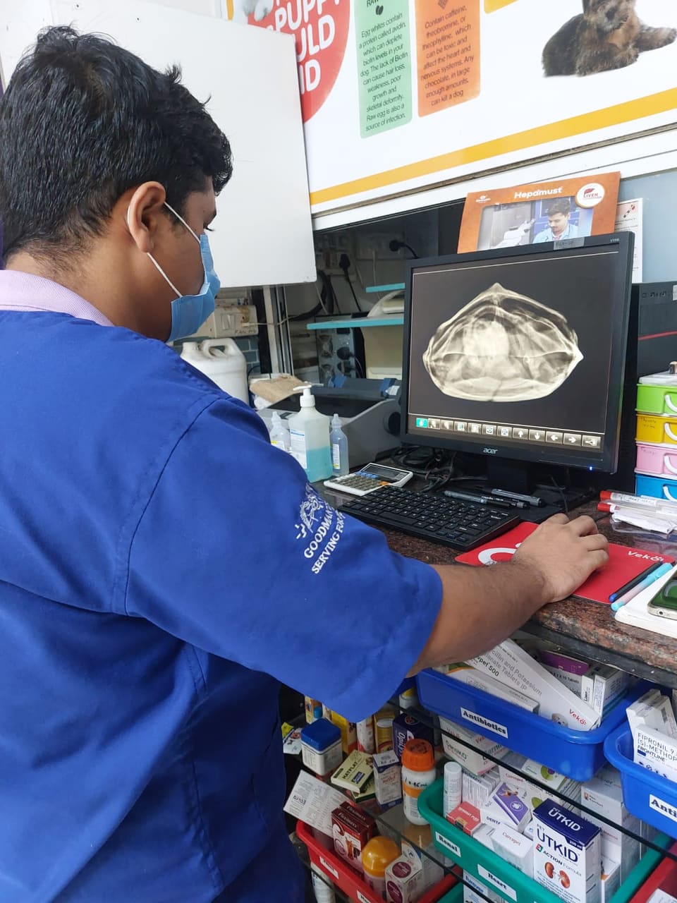 Veterinarian reviewing a turtle radiograph on the digital X-ray monitor