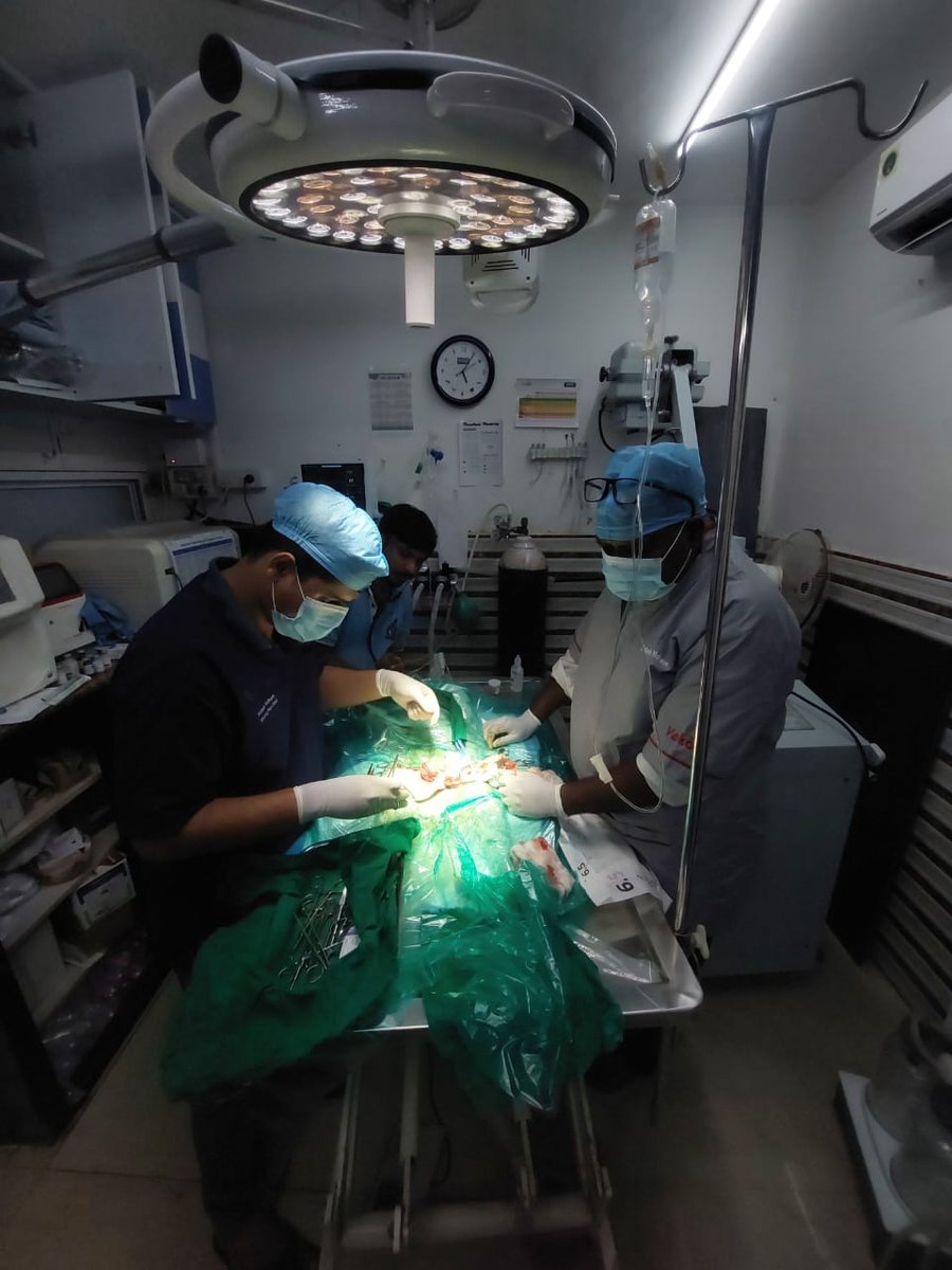 Veterinary surgeon performing cat spaying surgery at Shivraj Pet Clinic Pune