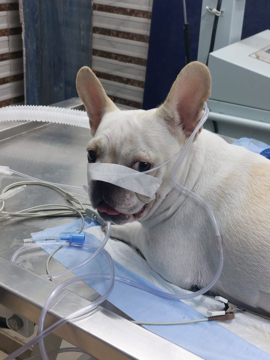 Veterinary surgeon performing orthopedic fracture repair surgery